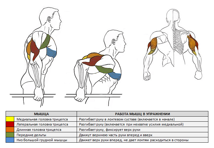 Упражнения на трицепс фото