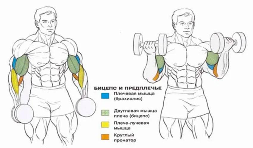 План тренировок с гантелями дома для мужчин