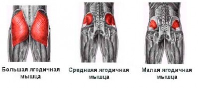 Анатомическое строение ягодичных мышц