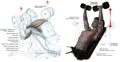 Жим гантелей на наклонной лавке для тренировки грудных мышц