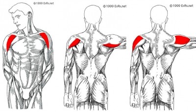 анатомия дельтовидной мышцы