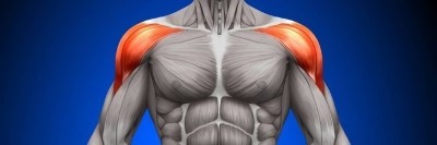 Мышцы плеч