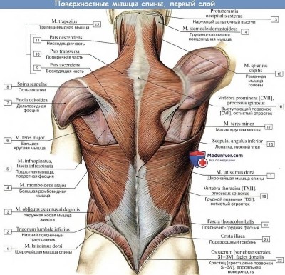 Анатомическое строение поверхностных мышц спины