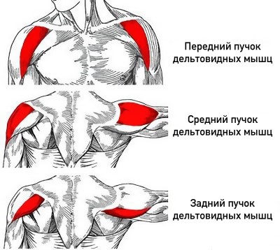 Анатомическое строение дельтовидных мышц