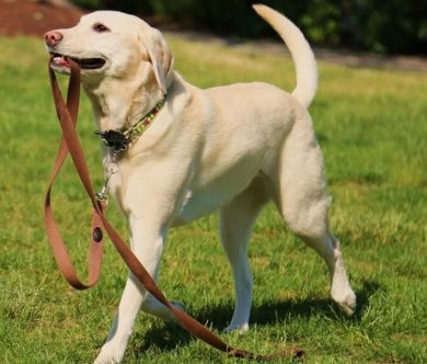 Собаки, которые гуляют сами по себе