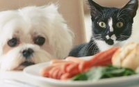 Почему «маленький кусочек» со стола может обернуться проблемами для собаки и кошки