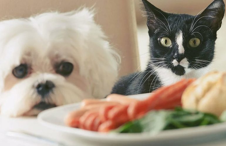 Почему «маленький кусочек» со стола может обернуться проблемами для собаки и кошки
