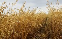 Сорт овса Ант: особенности низкорослого злака для стабильного урожая