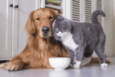 собака и кошка