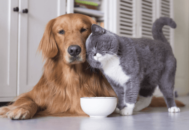 собака и кошка