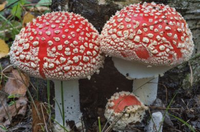Полезные свойства гриба мухомор